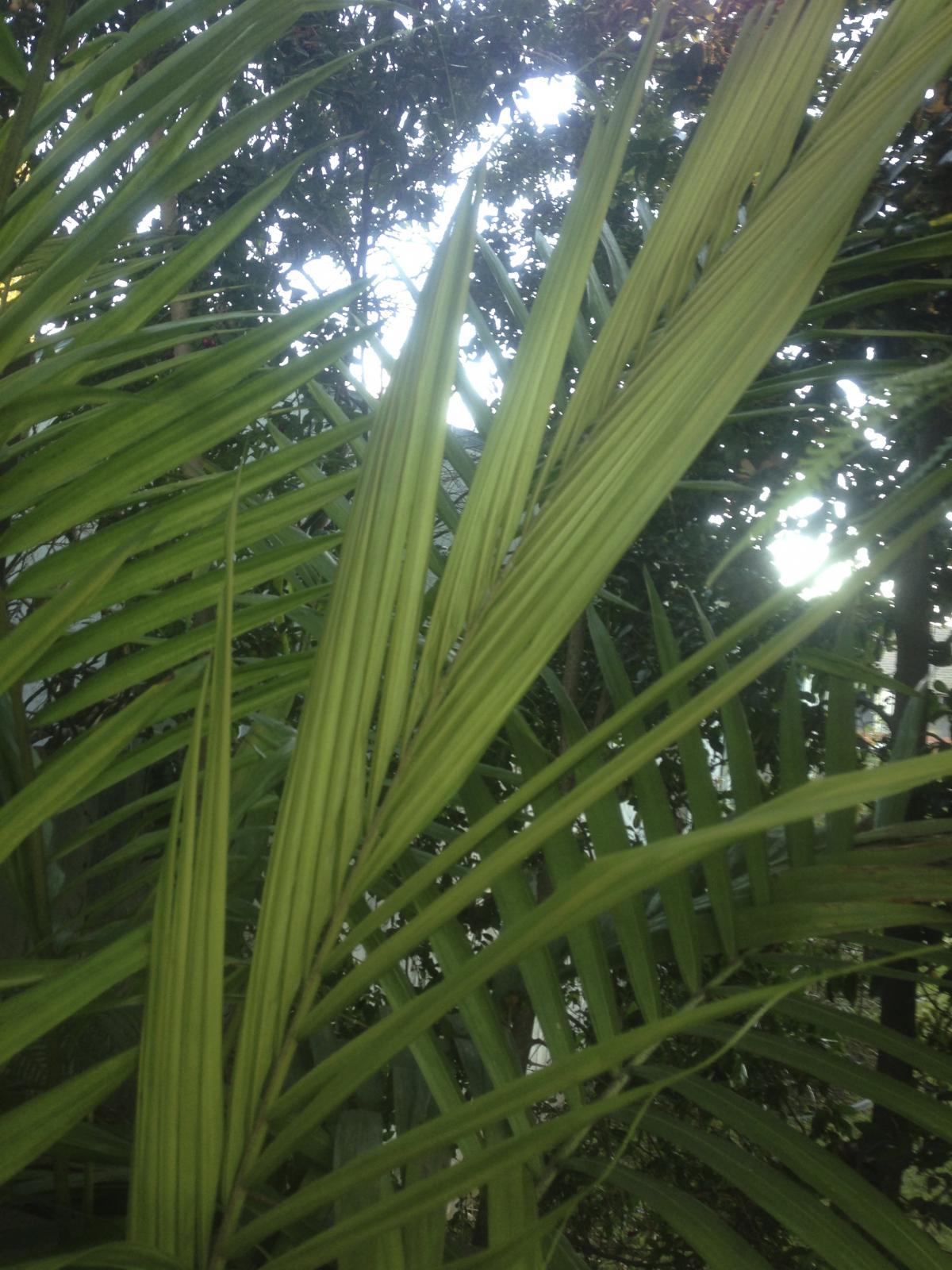 Can a petiole lengthen in the shade? Archontophoenix