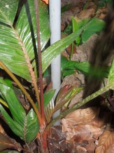 post-4111-0-15314700-1349268609_thumb.jp