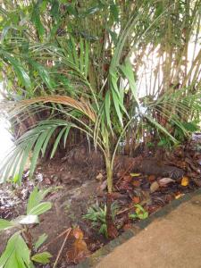 post-4111-0-22845000-1349178026_thumb.jp