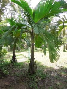 post-4111-0-25297700-1349137482_thumb.jp