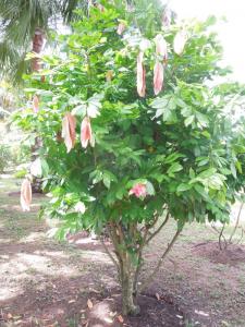 post-4111-0-36724100-1348703452_thumb.jp