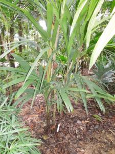 post-4111-0-44994100-1355836912_thumb.jp