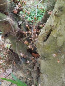 post-4111-0-47613200-1348703473_thumb.jp