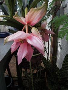 post-4111-0-52938500-1359835452_thumb.jp