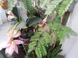 post-4111-0-54842800-1359835442_thumb.jp