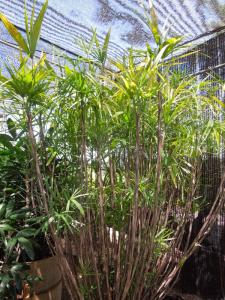 post-4111-0-56054900-1348962800_thumb.jp