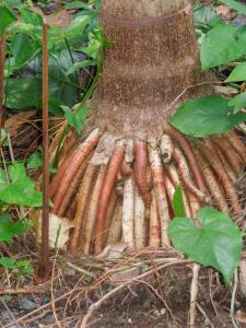 post-4111-0-59333300-1349268499_thumb.jp