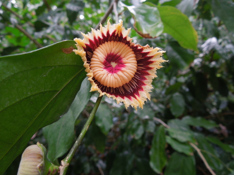 Napoleana imperialis