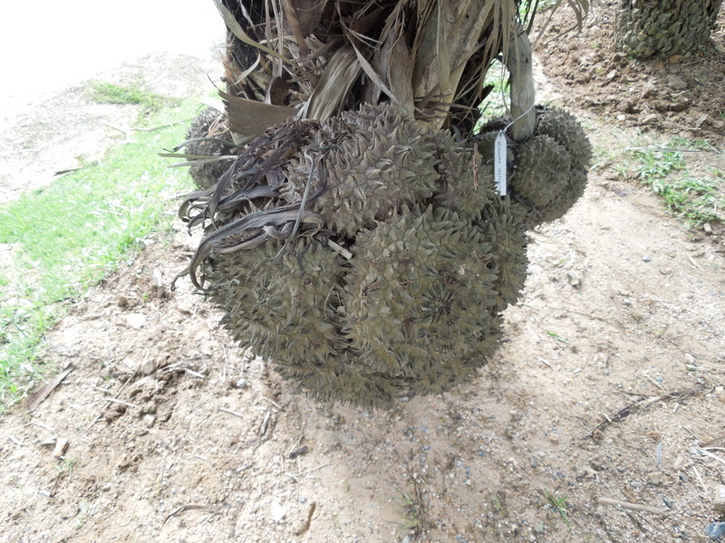 Phytelephas macrocarpa DISCUSSING PALM TREES WORLDWIDE PalmTalk