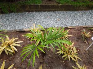 post-4111-0-65732400-1349178120_thumb.jp