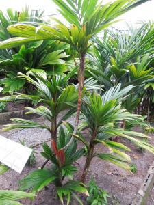 post-4111-0-65812000-1355837064_thumb.jp