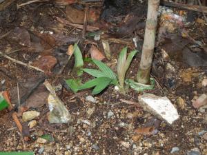 post-4111-0-84943700-1355837186_thumb.jp