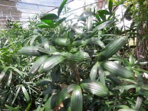 post-4111-0-99039700-1348962793_thumb.jp