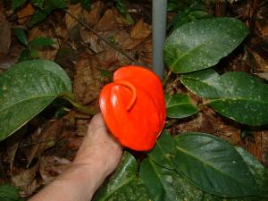 post-4111-002310500 1323305400_thumb.jpg