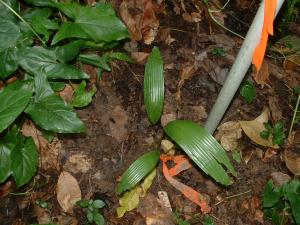 post-4111-079227700 1319464570_thumb.jpg