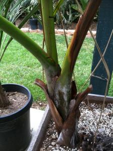 post-4118-0-43907300-1366150764_thumb.jp