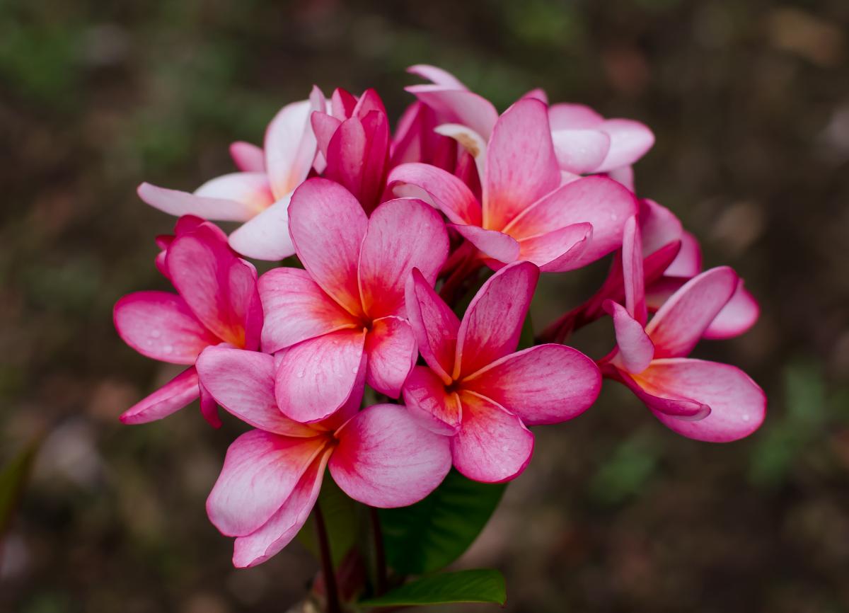 2012 Oz Plumeria Season