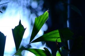 post-42-065810400 1322052067_thumb.jpg