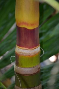 post-42-074079800 1317684283_thumb.jpg