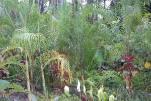 post-420-084127100 1313555690_thumb.jpg