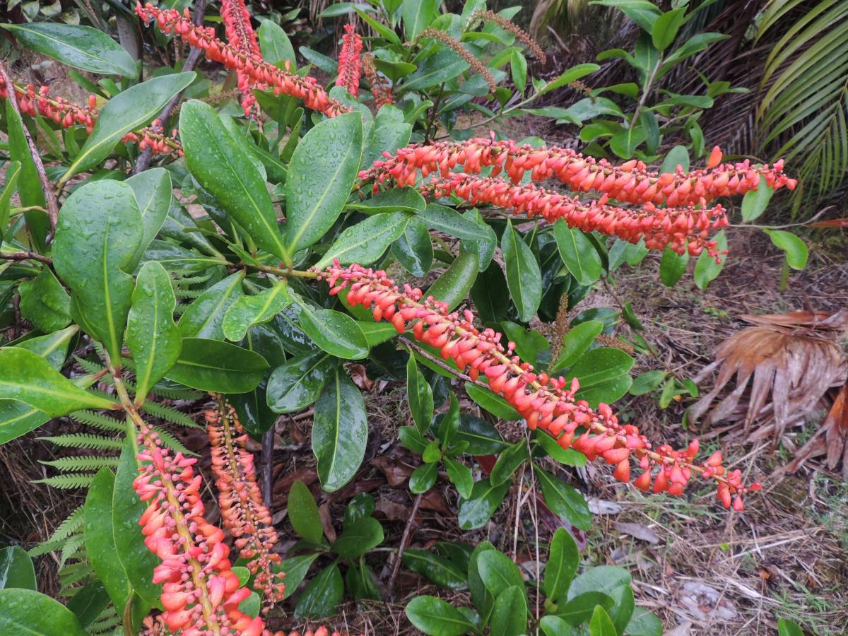 Best plants for zone 10b