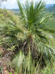 post-432-017265600 1327127350_thumb.jpg