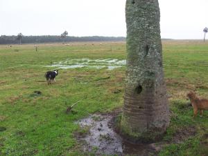 post-432-019753700 1311508726_thumb.jpg