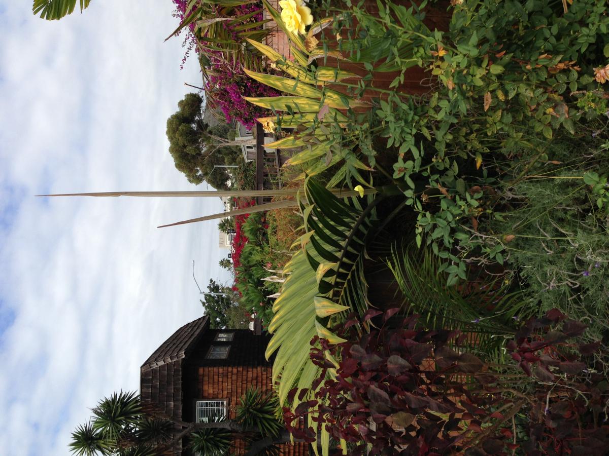 quick palm tour- and question.