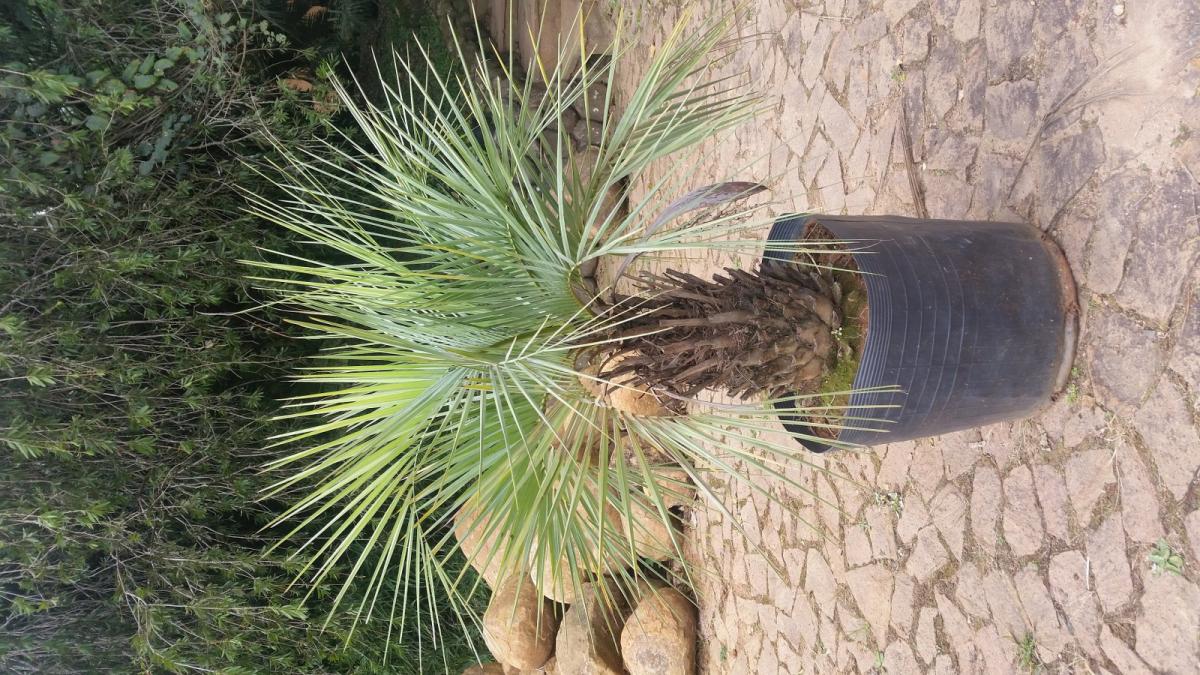 Palms from my wishlist finally arrived DISCUSSING PALM