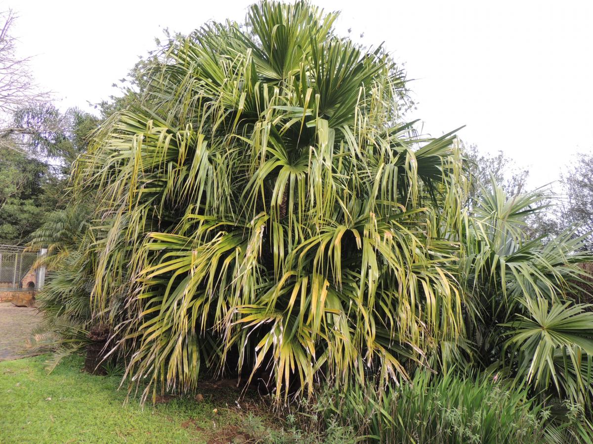 Livistona saribus DISCUSSING PALM TREES WORLDWIDE PalmTalk