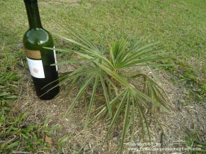 post-465-068433000 1333843359_thumb.jpg