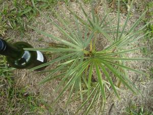 post-465-076777600 1333843403_thumb.jpg