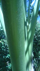 post-465-093434800 1333736070_thumb.jpg