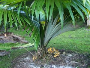 post-4755-0-32976800-1343445081_thumb.jp