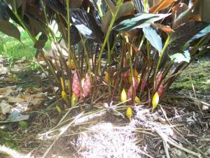 post-4755-0-42333600-1380127243_thumb.jp