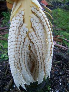 post-4755-0-73173500-1359905901_thumb.jp