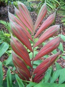 post-4755-0-73415500-1369107529_thumb.jp