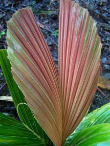 post-4755-0-78316500-1369107621_thumb.jp