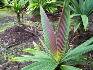 post-4755-0-92091500-1369107648_thumb.jp