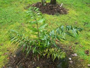 post-4755-082895800 1330466696_thumb.jpg