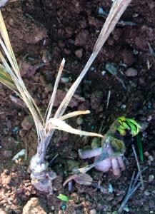 post-4818-0-42492000-1421526169_thumb.jp