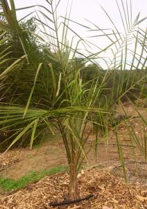 post-4818-0-67608300-1417459422_thumb.jp