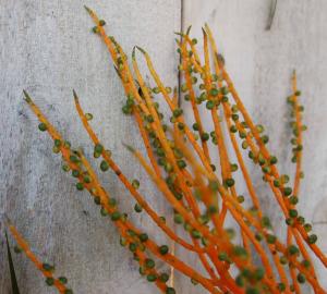 post-4818-007789500 1312561387_thumb.jpg