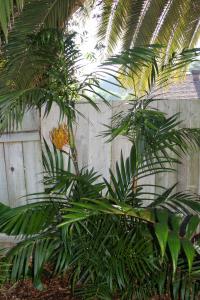 post-4818-026240100 1312561130_thumb.jpg