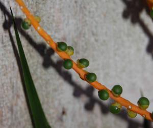 post-4818-040765100 1312561389_thumb.jpg