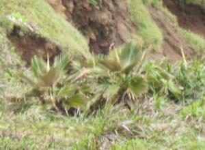 post-4990-0-01890000-1403808951_thumb.jp