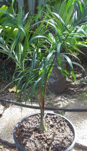 post-4990-028244200 1330472532_thumb.jpg