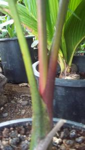 post-4990-032910500 1330472590_thumb.jpg