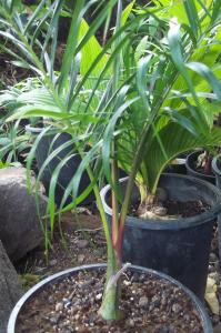 post-4990-072620900 1330472659_thumb.jpg