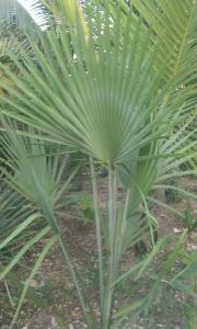 post-50-041599400 1316129824_thumb.jpg